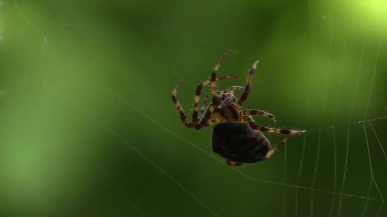 蜘蛛 蜘蛛网 蛛网 昆虫 爬行 arachnophobia